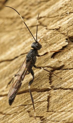 Xorides sepulchralis