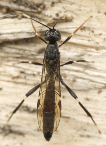 Xorides sepulchralis