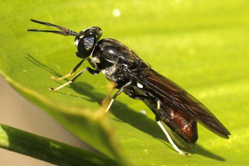 Réf. 238 289 : Hermetia illucens