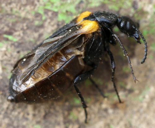 Réf. 238 638 : Sitaris muralis