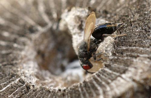 Eurytoma sp.