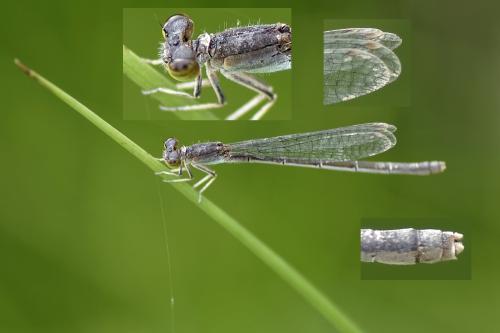 Ischnura pumilio