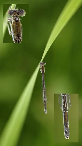 Ischnura pumilio