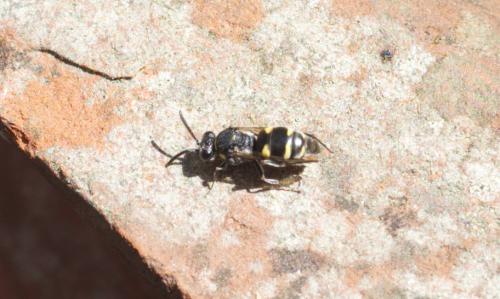 Nysson sp.