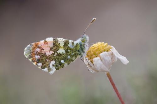 Anthocharis gruneri