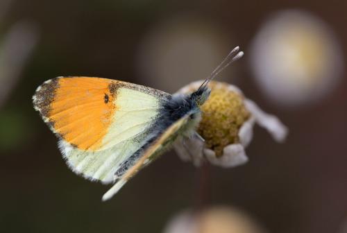 Anthocharis gruneri