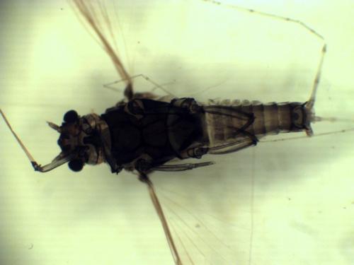 Réf. 238 743 : Caenis macrura
