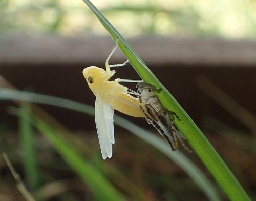 Réf. 238 923 : Cicadella viridis