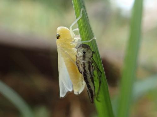 Réf. 238 924 : Cicadella viridis