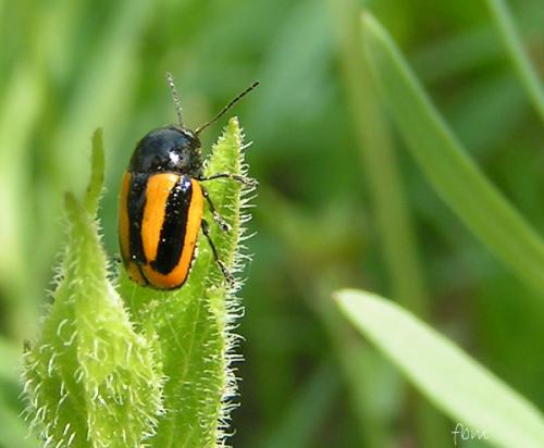 Cryptocephalus vittatus