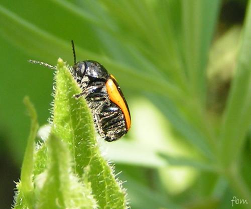 Cryptocephalus vittatus