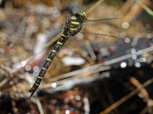 Réf. 238 252 : Cordulegaster bidentata