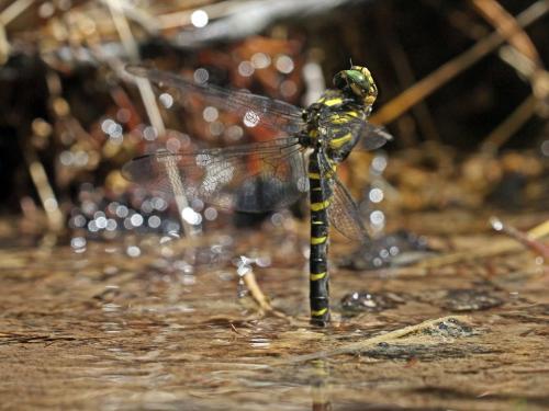 Réf. 238 251 : Cordulegaster bidentata