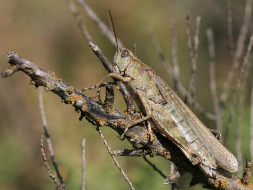Réf. 238 773 : Epacromius tergestinus tergestinus