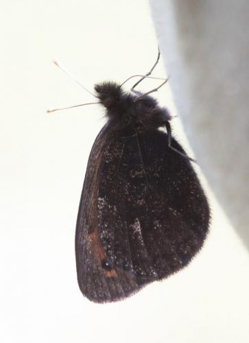 Erebia sp.