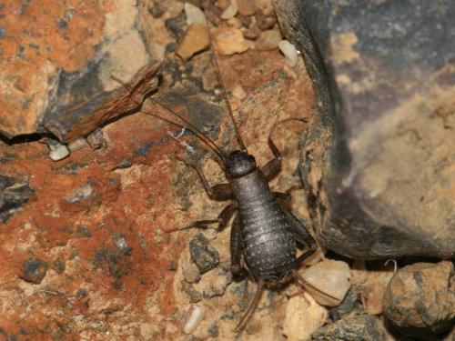 Pseudomogoplistes vicentae septentrionalis