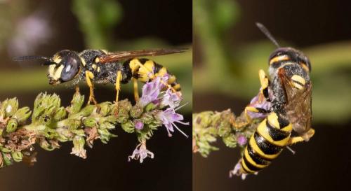 Réf. 238 755 : Philanthus triangulum
