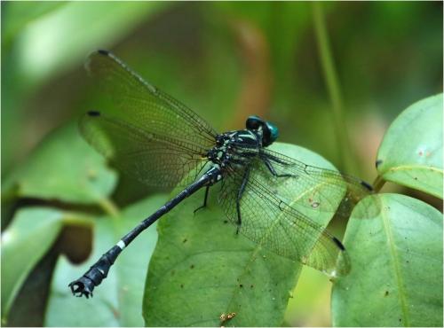 Réf. 238 925 : Heliogomphus scorpio