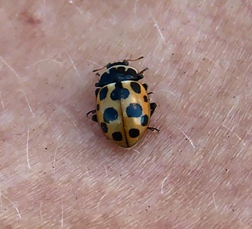 Ceratomegilla notata