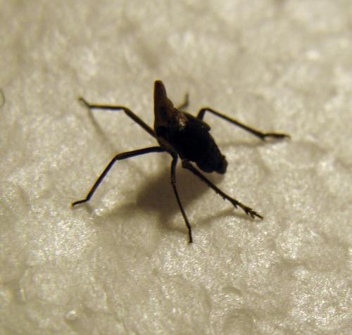 Réf. 238 359 : Bursinia sp.