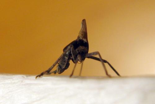 Bursinia sp.