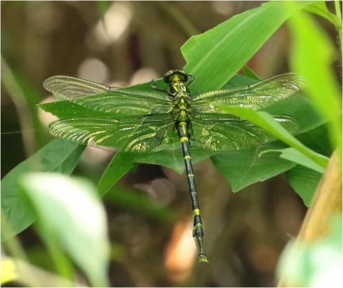 Réf. 238 719 : Labrogomphus torvus