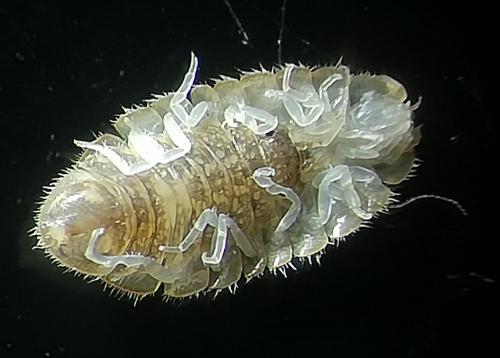 Jaera nordica