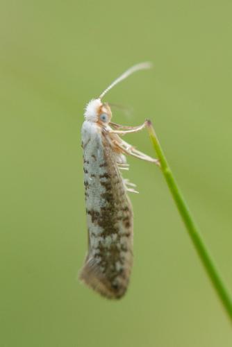 Argyresthia retinella