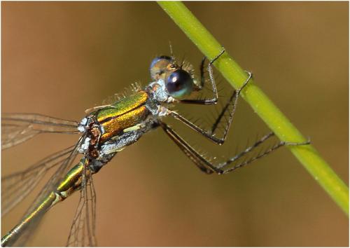 Lestes virens