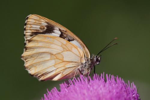 Melanargia galathea