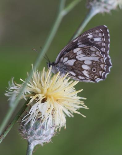 Melanargia galathea