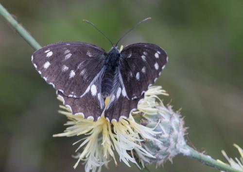 Melanargia galathea