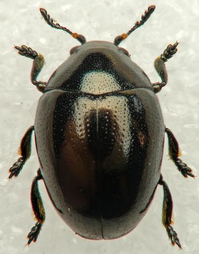Réf. 238 729 : Oomorphus concolor