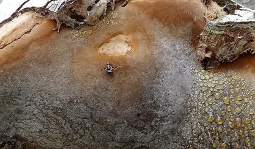 Myennis octopunctata
