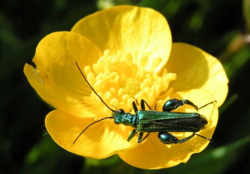 Oedemera nobilis