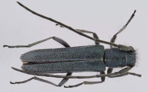 Opsilia molybdaena