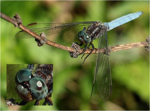 Réf. 238 378 : Orthetrum coerulescens