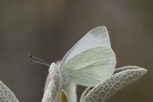 Pieris ergane