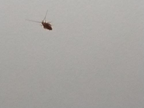 Ectobius sp.