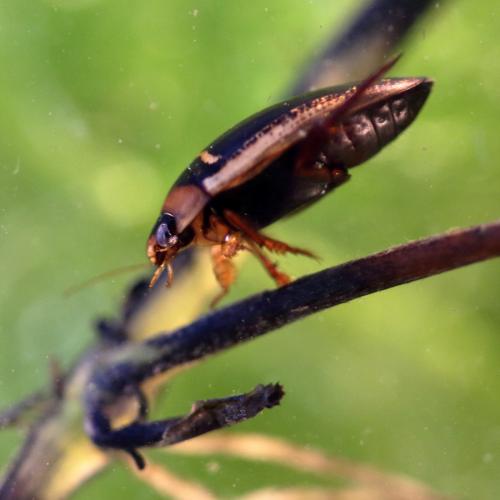 Réf. 238 098 : Hydaticus transversalis