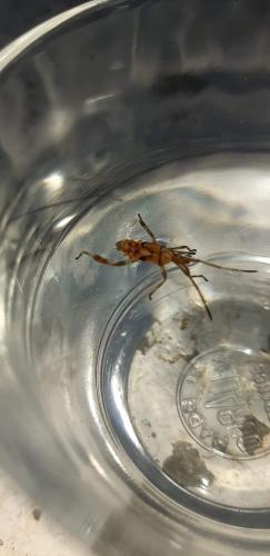 Leptoglossus occidentalis