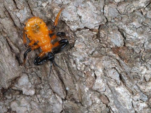 Réf. 238 316 : Diaspidinae inconnu