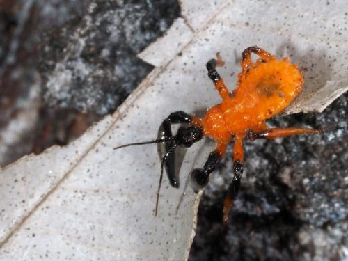 Diaspidinae