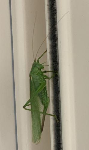 Tettigonia viridissima
