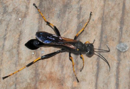 Sceliphron sp.