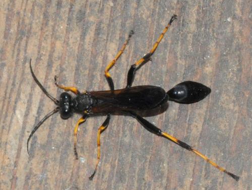 Sceliphron sp.