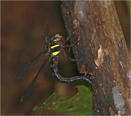 Tetracanthagyna waterhousei