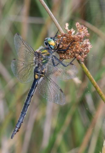 Somatochlora arctica