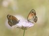 238931 – Photo : Bernard Ginesy – France (13)