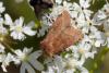 238043 – Photo : Pierre Duhem – France (73)